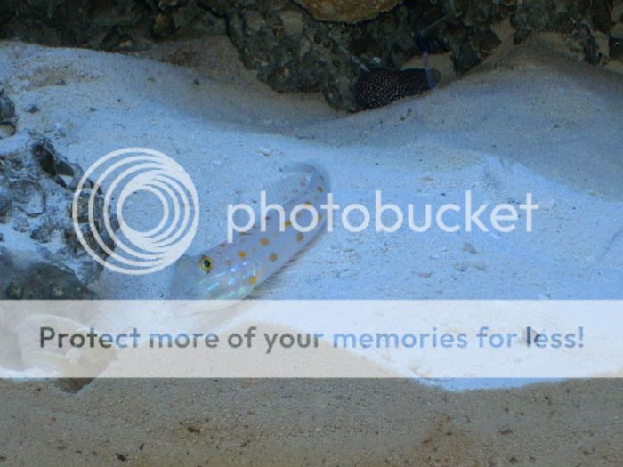 Goby2.jpg