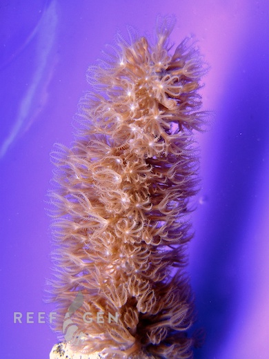 ReefGen-Tracy-Morgonian.jpg