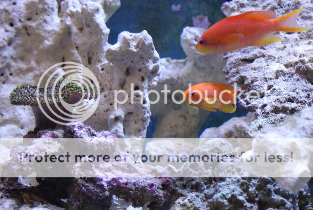 Anthias002.jpg