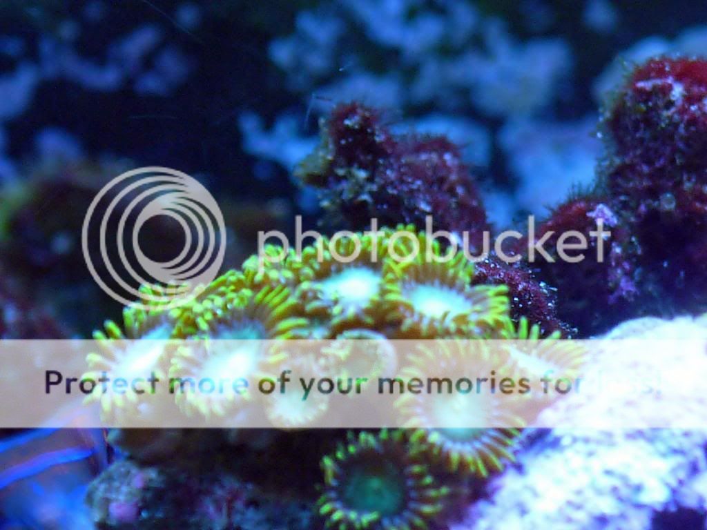 NeonGreenZoanthids.jpg