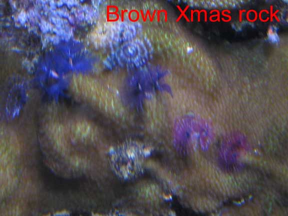 Oct2010BrownXmas.jpg