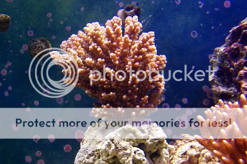 unknownacropora.jpg