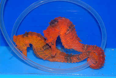 seahorsepair_110127_PS.jpg