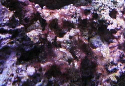 red-slime-algae.jpg