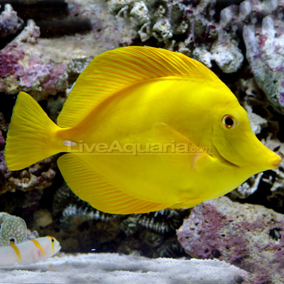 lg-74760-yellow-hawaii-tang.jpg