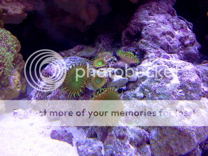 greenpolyps82912.jpg
