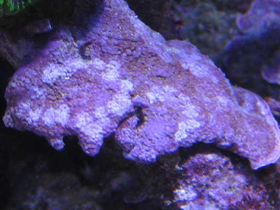 Oct2010Coralline5.jpg