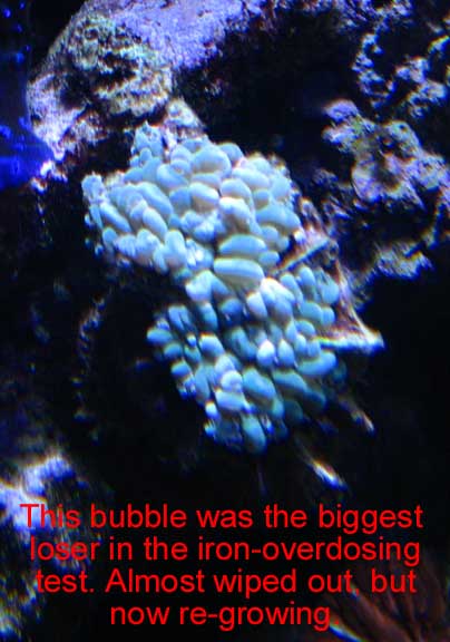 Oct2010Bubble.jpg