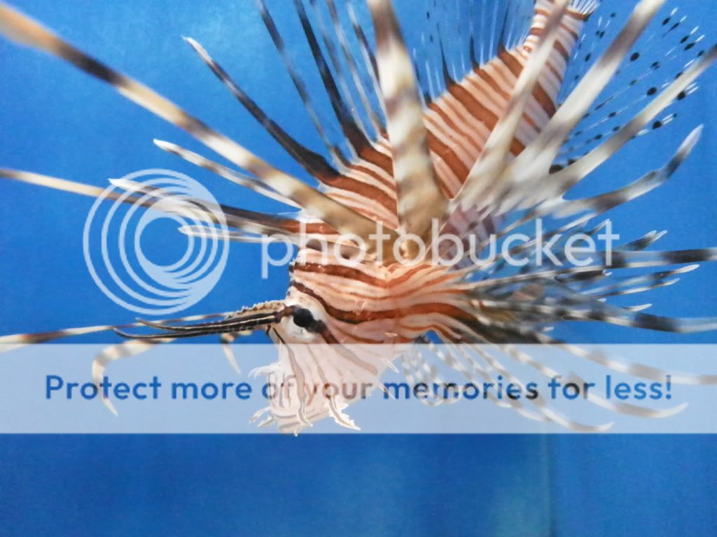 Lionfish.jpg