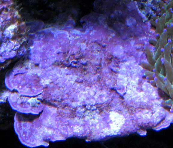 Oct2010Coralline3.jpg