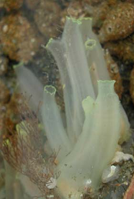 cintestinalis1.png