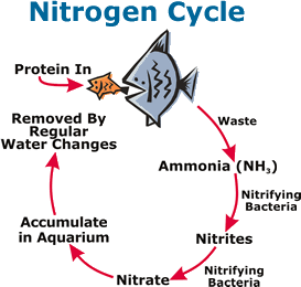 Nitrocycle.gif