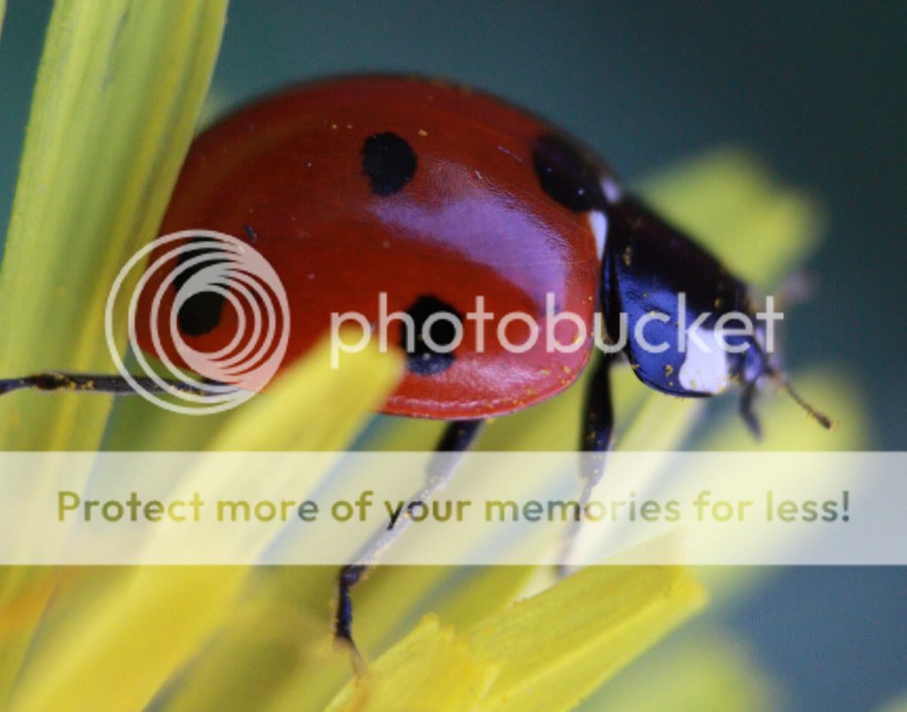 ladybug.jpg