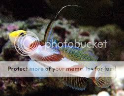 Yellownoseprawngoby.jpg