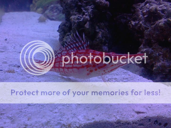 82212longnosehawkfish.jpg