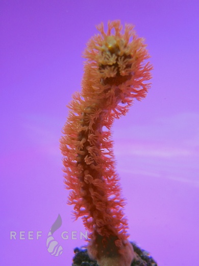 ReefGen-Julians-Golden-Gorgonian.jpg