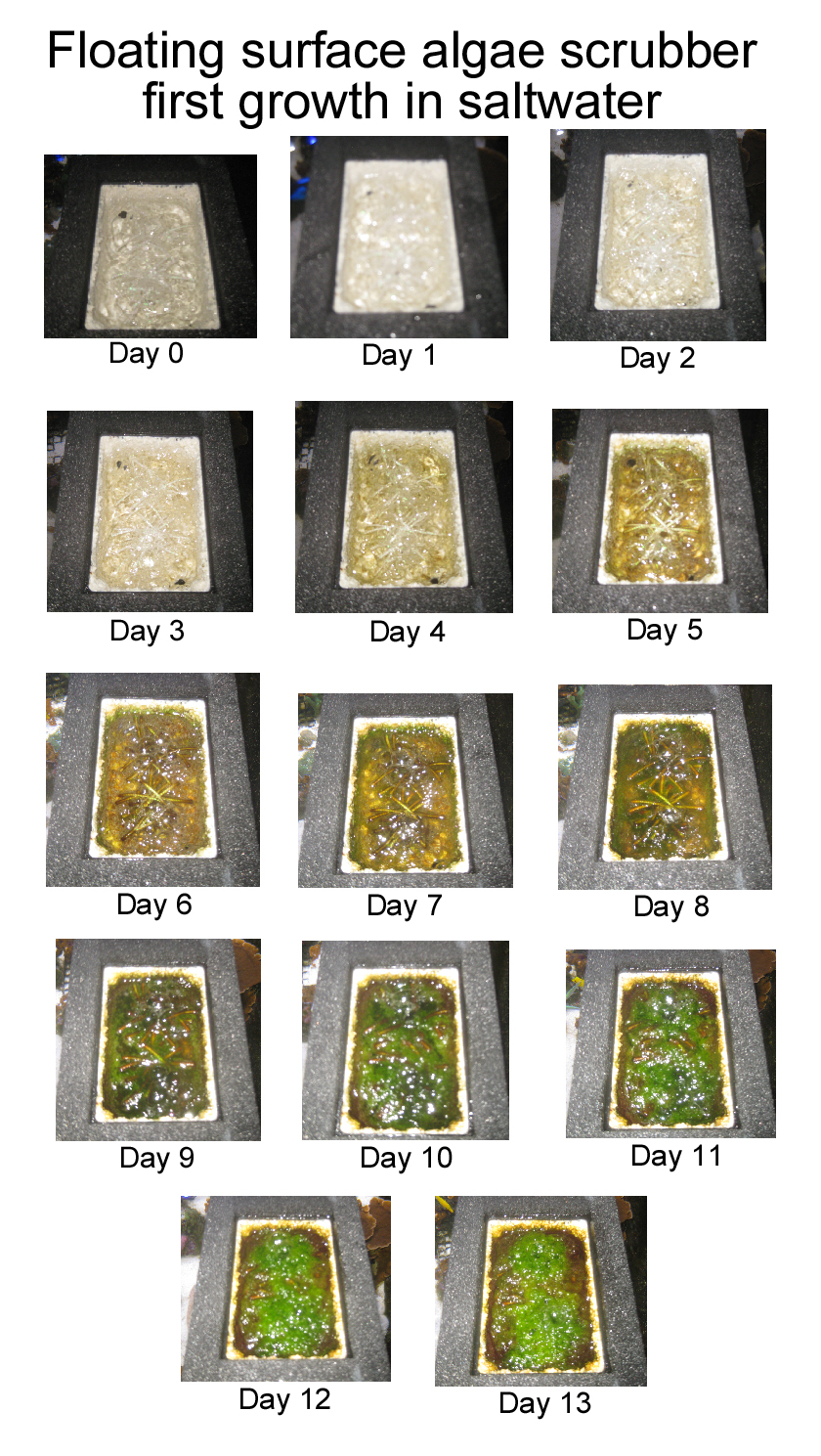Surf2-first-harvest-13-days collage-plain.jpg