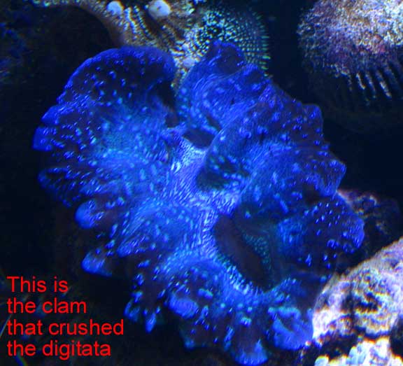 Oct2010Clam1.jpg