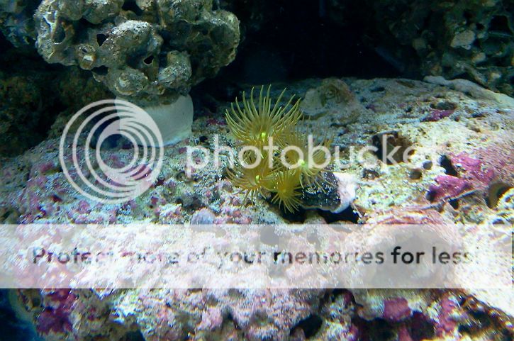 yellowpolyps62712.jpg