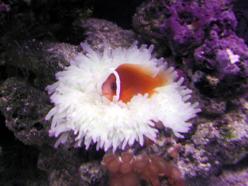 Amphiprion_frenatus2.jpg