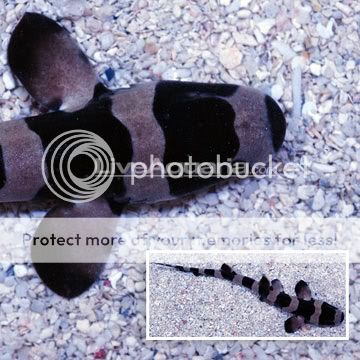 p-78114-Black-Banded-Shark.jpg