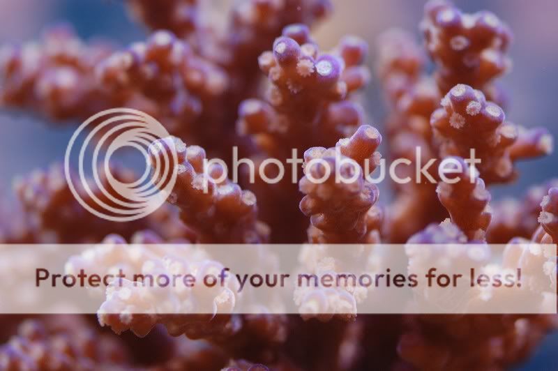 acropora.jpg