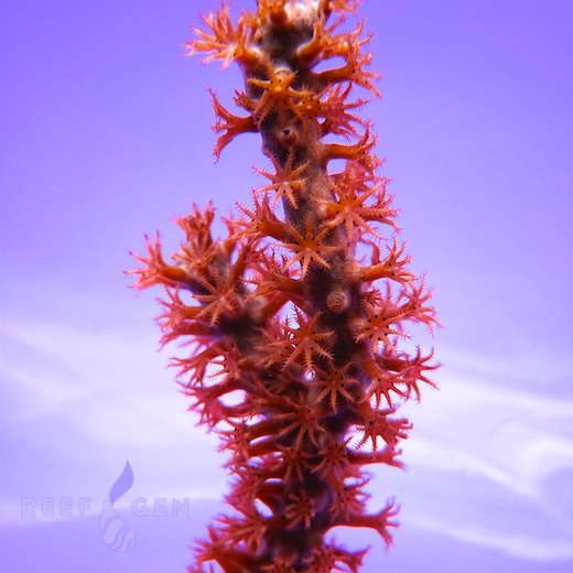 ReefGen-Eunicea-1.jpg
