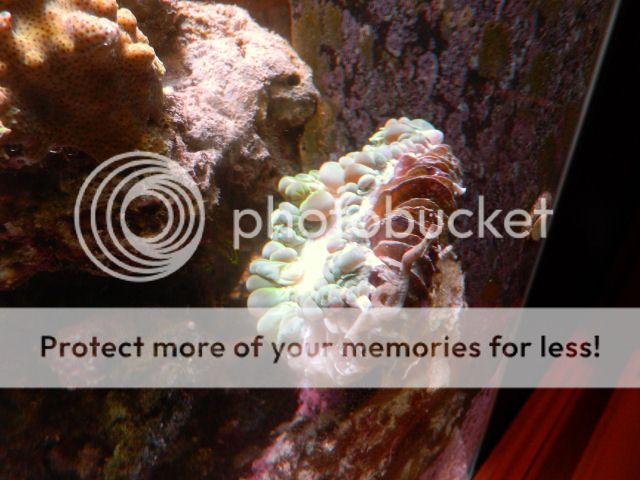0268-BubbleCoral2.jpg