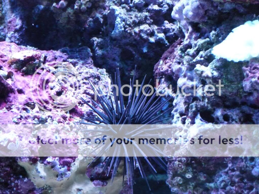 4-12-09urchin.jpg