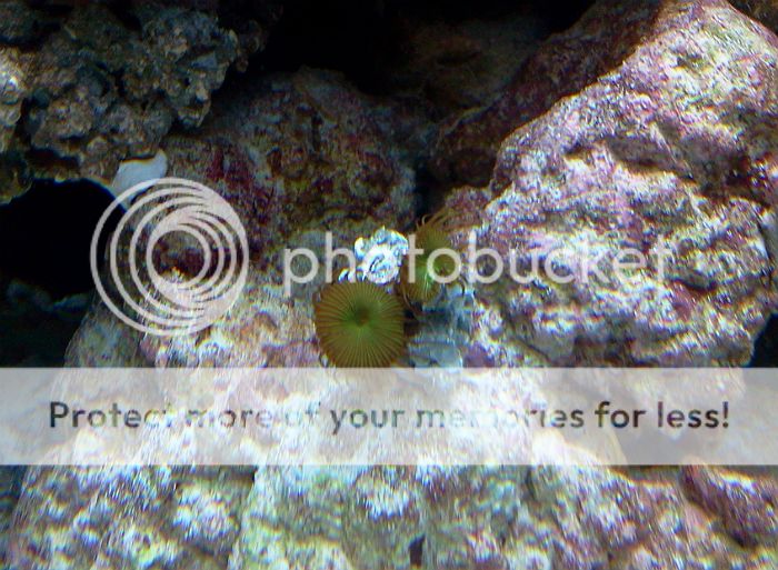 greenpolyps261712.jpg