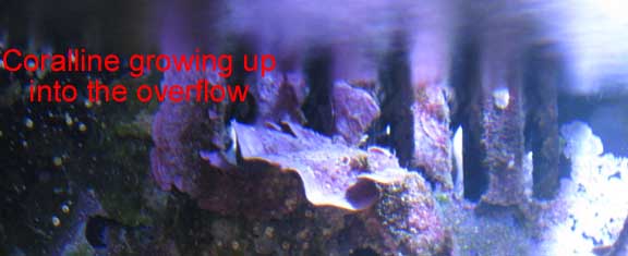 Oct2010CorallineOverflow2.jpg