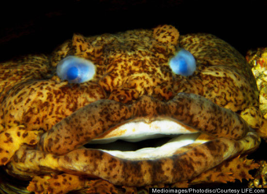 gulf+toadfish.jpg