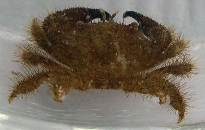 brown_crab_1.jpg