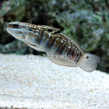 p-71107-goby.jpg