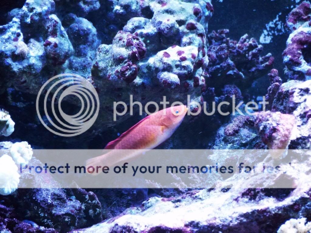 7-17-09RedFairyWrasse.jpg