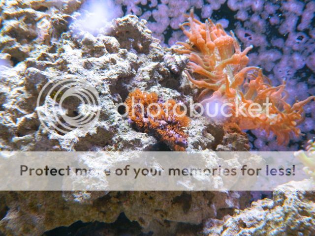 0233-RedStarPolyps.jpg