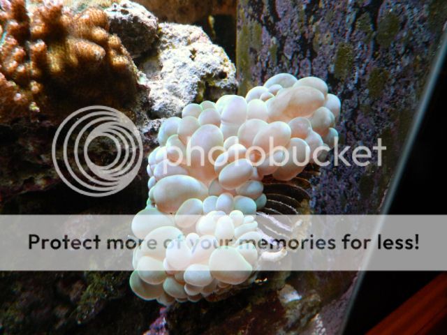 0273-BubbleCoral.jpg