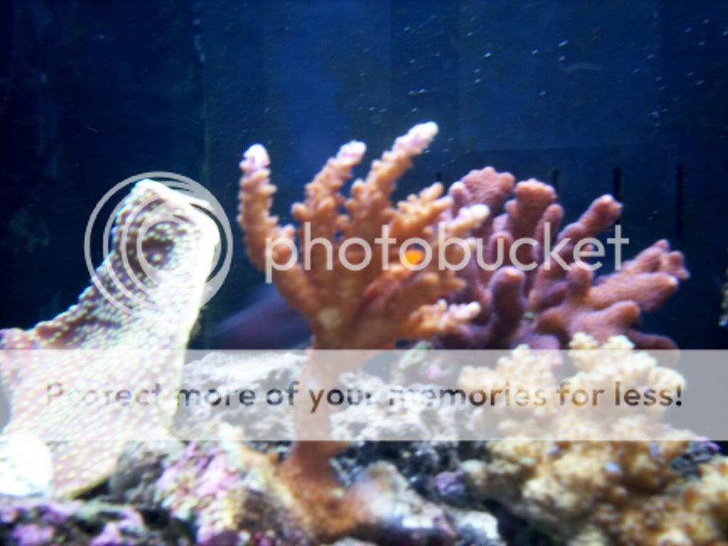 4-corals.jpg