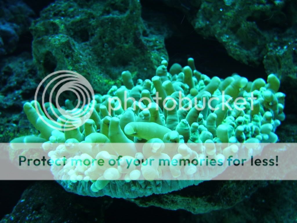 Newcorals015.jpg