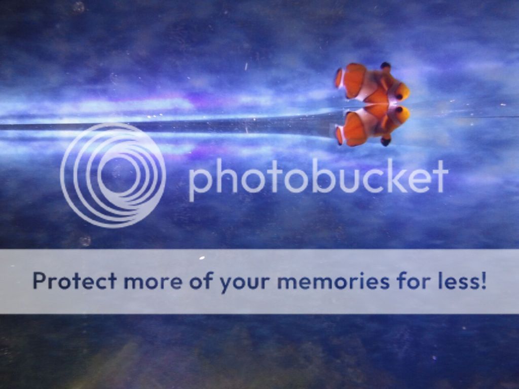 clownfish5.jpg
