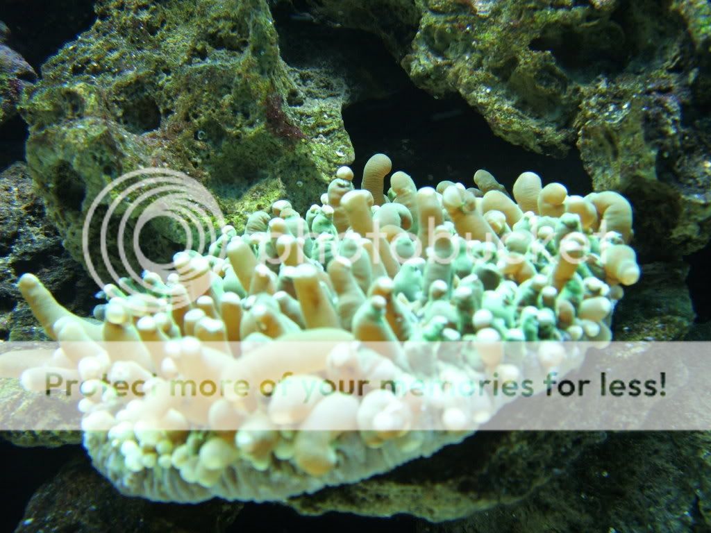 Newcorals022.jpg