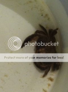 crab.jpg