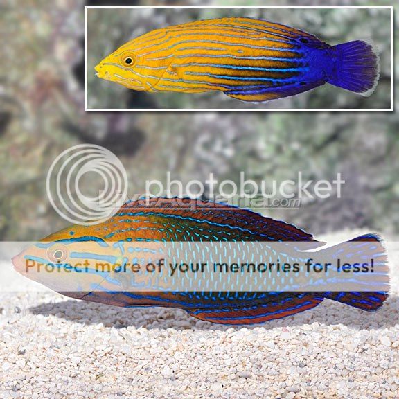 wrasse_zps67fdbcb4.jpg