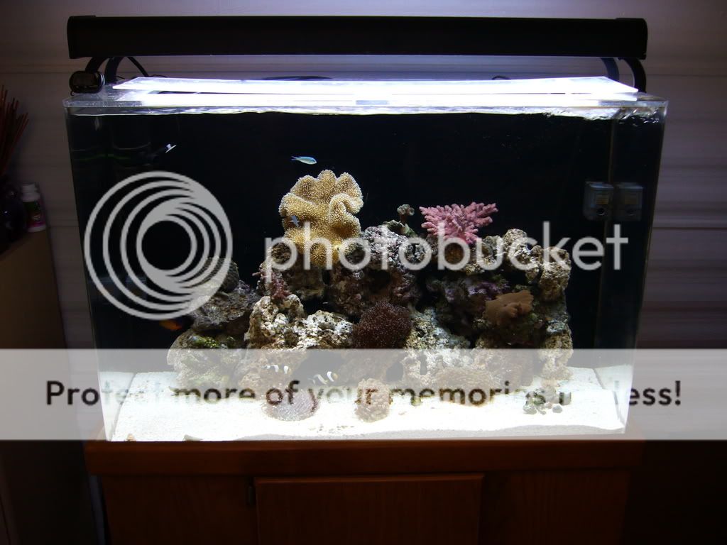 Corals001-2.jpg