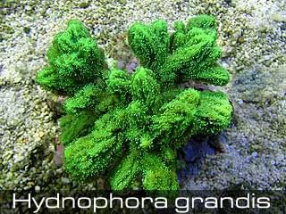 Hydnophora-grandis.jpg